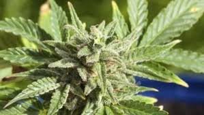 Buy weed in Birmingham