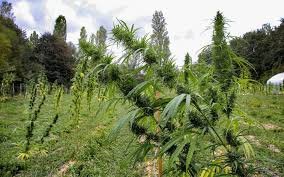 Buy weed in Bordeaux