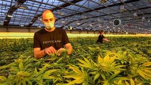 Buy weed in Budva