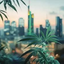 Buy weed in Frankfurt