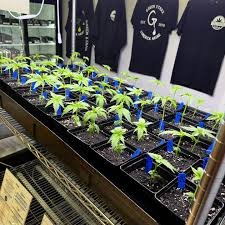 Buy weed in Limerick