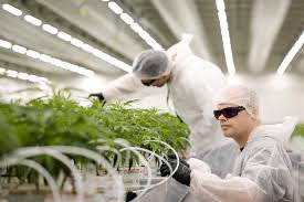 Buy weed in Maastricht