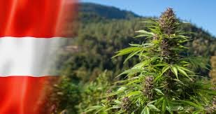 Buy weed in Salzburg