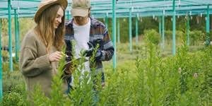 Buy weed in Stockholm