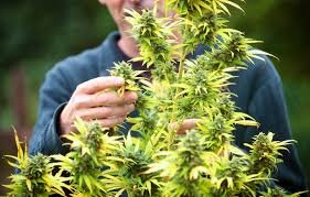 Buy weed in Strasbourg