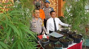 Buy weed in Bali