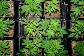 Buy weed in Cape Town