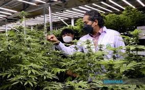 Buy weed in Kuala Lumpur