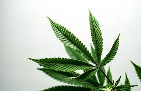 Buy weed in Pretoria