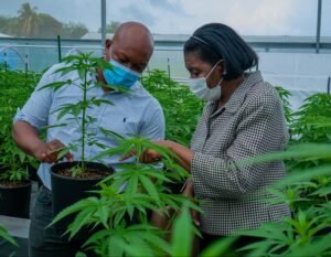 Buy weed in St. Lucia