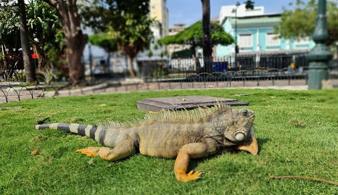 Buy weed in Guayaquil