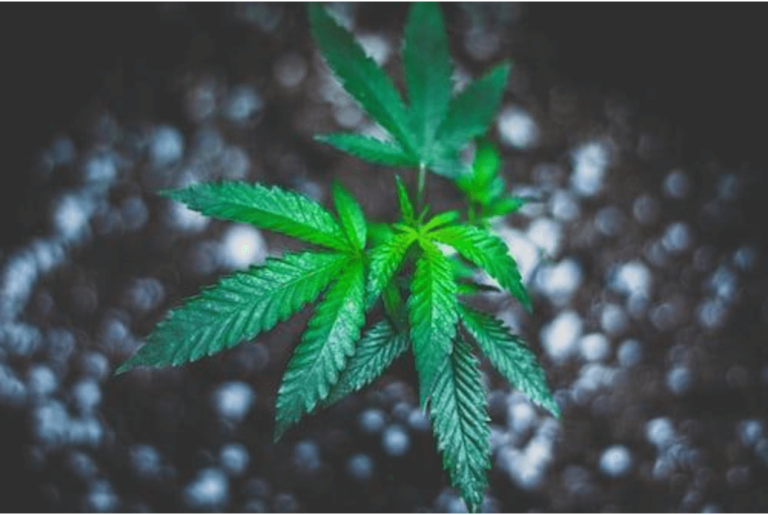 Buy weed in Acapulco